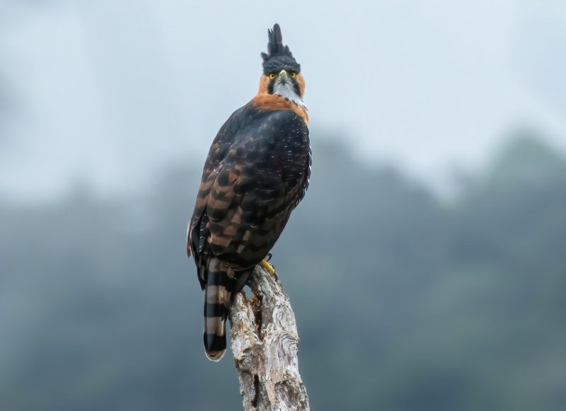 types of eagles