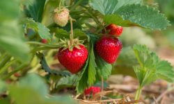 40 Types of Strawberries (With Pictures and Identification)