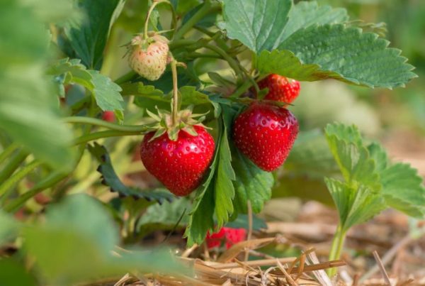 Types of Strawberries