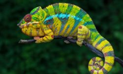 Panther Chameleon Lifespan: How Long Do They Live in Captivity?