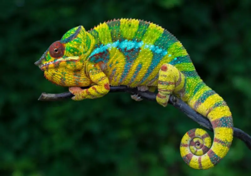 Panther Chameleon Lifespan