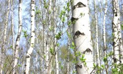 Paper Birch (Betula papyrifera) Care and Growing Guide