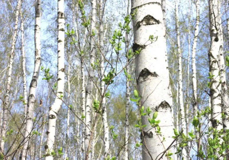 Paper Birch