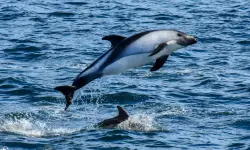 28 Types of Dolphins (With Pictures and Identification)