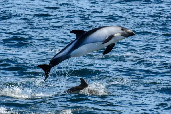 Types of Dolphins