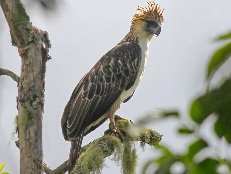 types of eagles