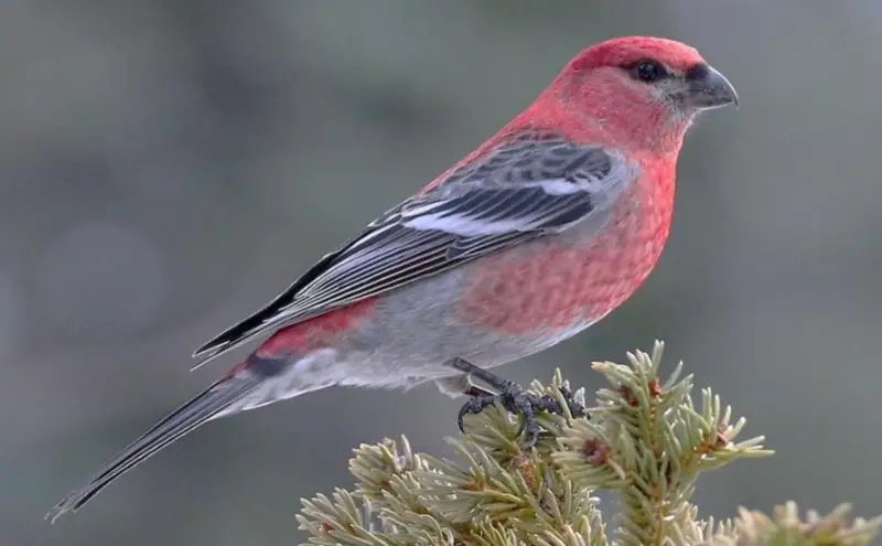 Birds with Red Heads