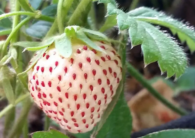 Types of Strawberries