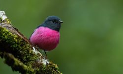 28 Types of Pink Birds (With Pictures and Identification)