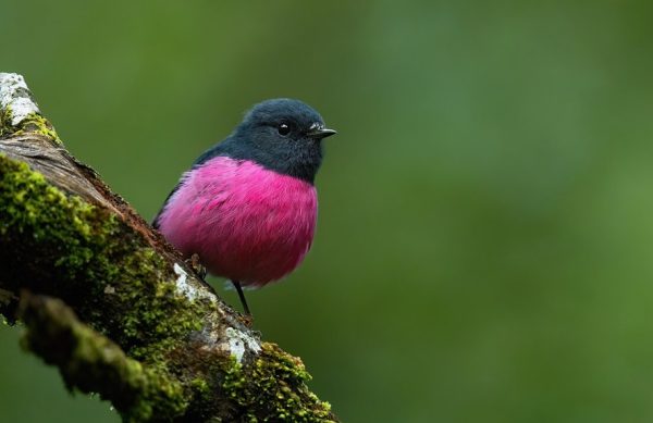 pink birds