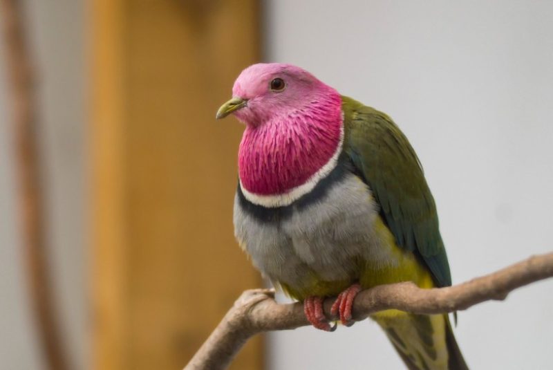 Pink Birds