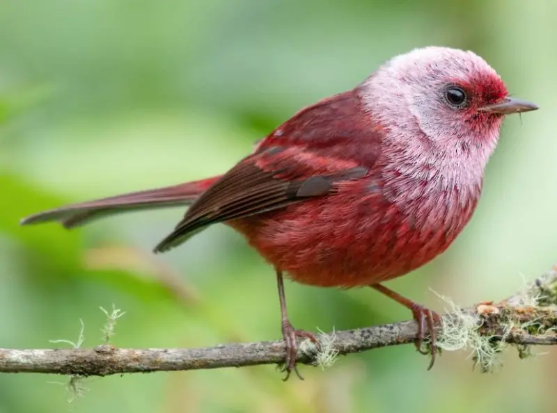 Pink Birds