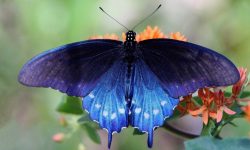 38 Stunning Black and Blue Butterfly Species (With Pictures)