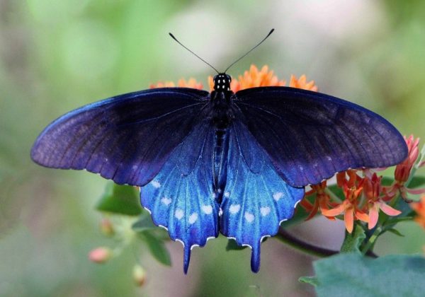 Black and Blue Butterfly