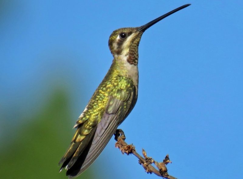 Types of Hummingbirds