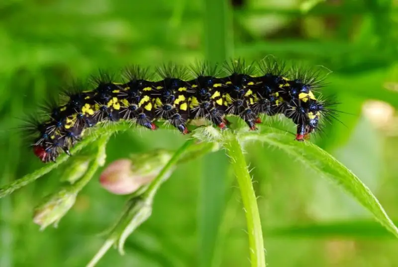 Yellow Caterpillars with Black Spikes