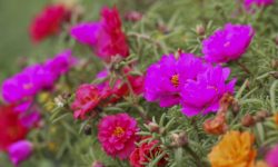 Portulaca Flowers Care and Growing Guide (Most Detailed)