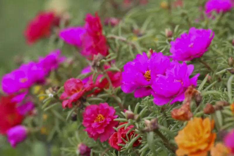 Portulaca Flowers