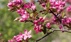 Prairifire Crabapple Tree Care and Growing Guide