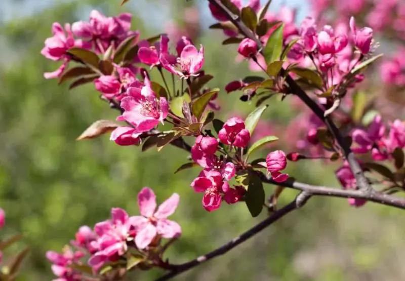 Prairifire Crabapple Tree