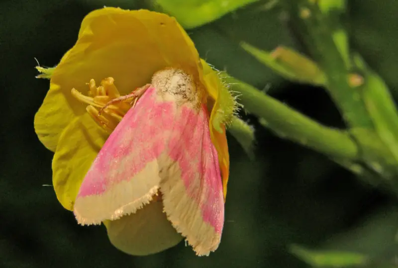 Pink and Yellow Moths