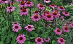 Purple Coneflower Care and Growing Guide (Most Detailed)