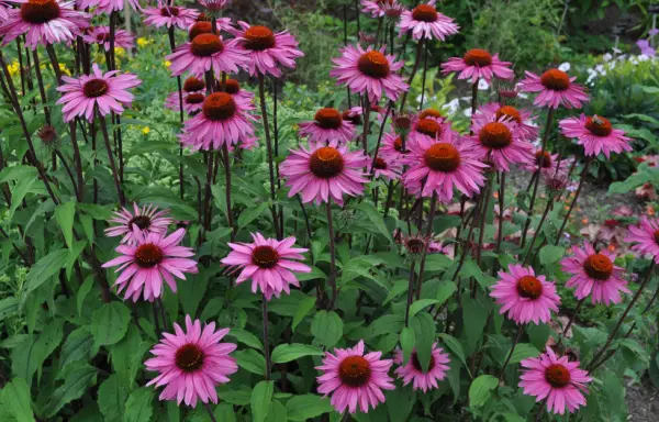 Purple Coneflower