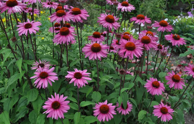 Small Purple Flowers