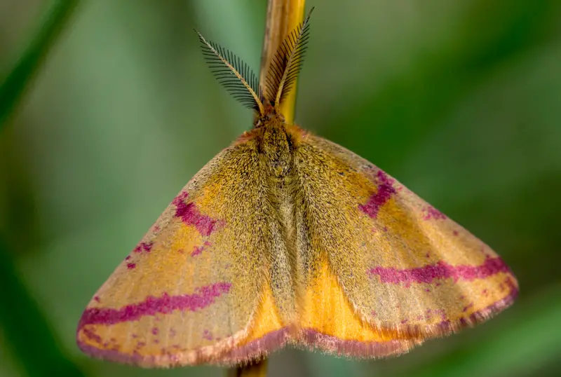 Pink and Yellow Moths