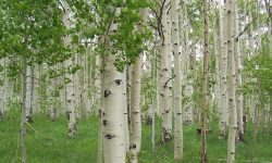 Quaking Aspen (Populus tremuloides) Care and Growing Guide