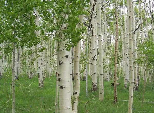 Quaking Aspen