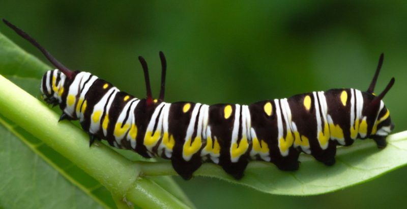 Yellow Caterpillars with Black Spikes