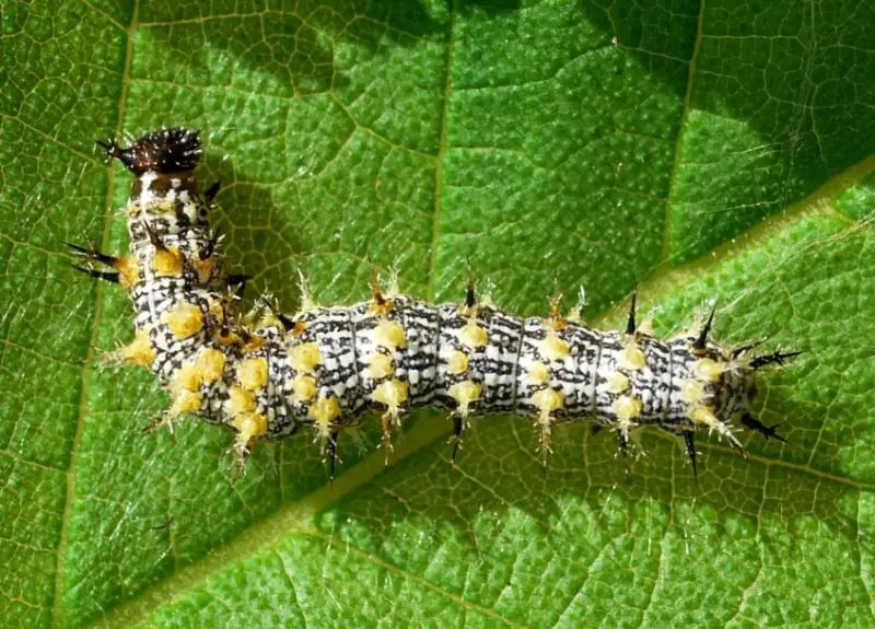 Yellow Caterpillars with Black Spikes