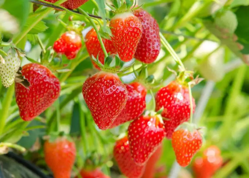 Types of Strawberries