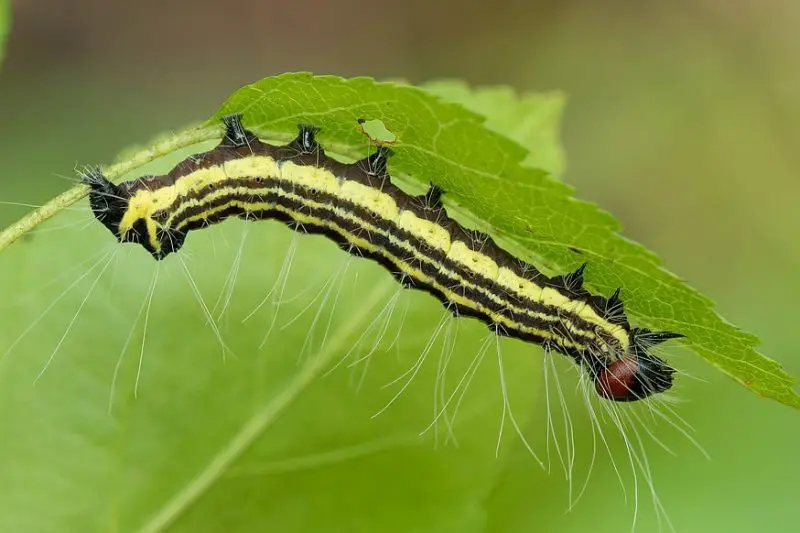 Yellow Caterpillars with Black Spikes