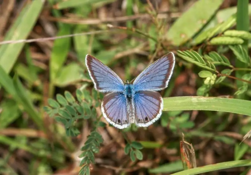 Black and Blue Butterfly