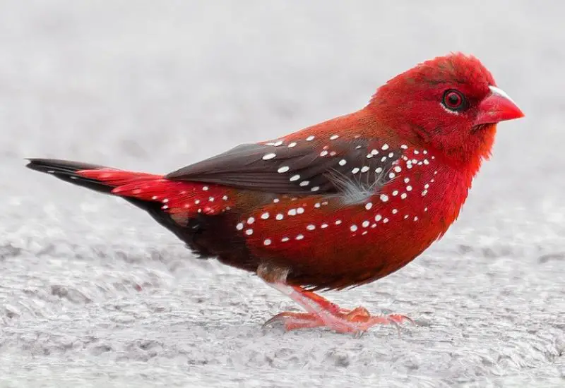 Birds with Red Heads