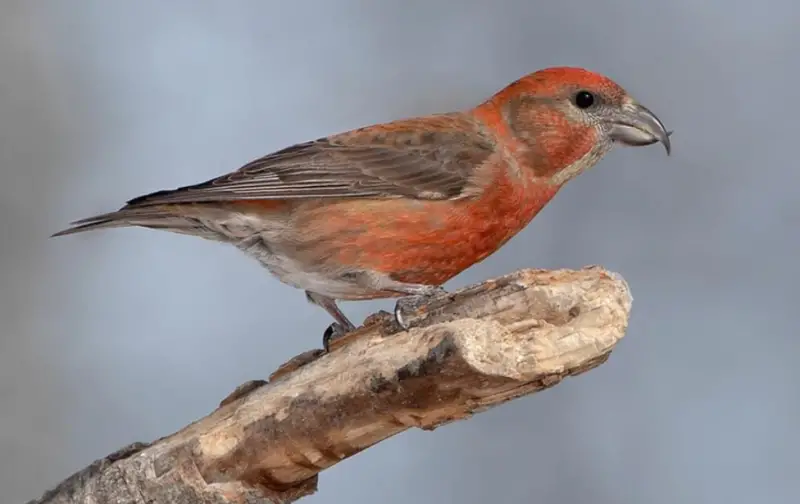 Bird with Red Head