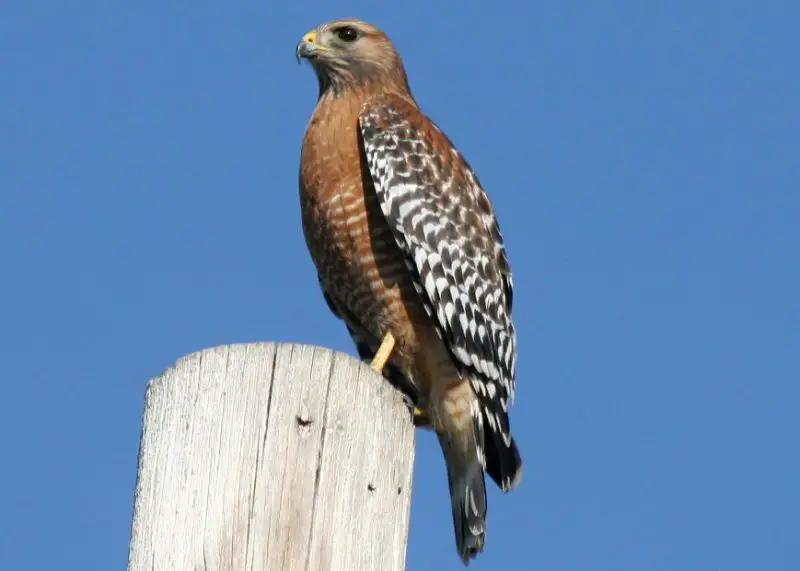 Types of Hawks