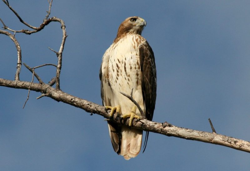 Types of Hawks