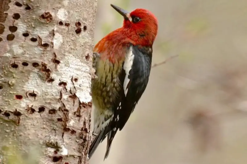 Types of Woodpeckers