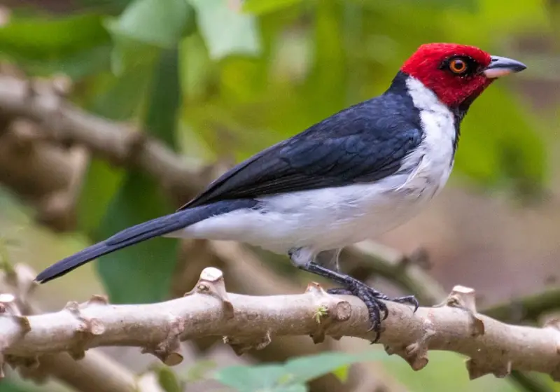 Bird with Red Head