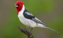 43 Birds with Red Heads (With Pictures and Identification)