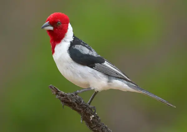 Bird with Red Head