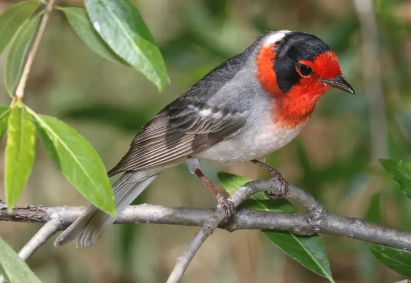 Bird with Red Head