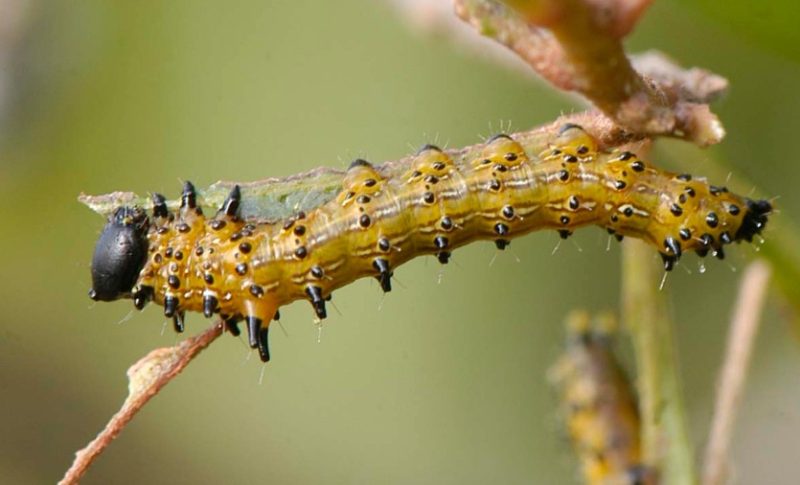 Yellow Caterpillars with Black Spikes