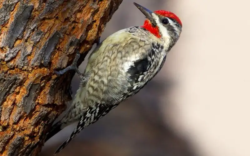 Types of Woodpeckers