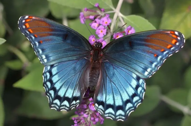 Black and Blue Butterfly