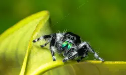 72 Florida Spiders (With Pictures and Identification)