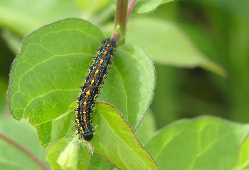 Yellow Caterpillars with Black Spikes